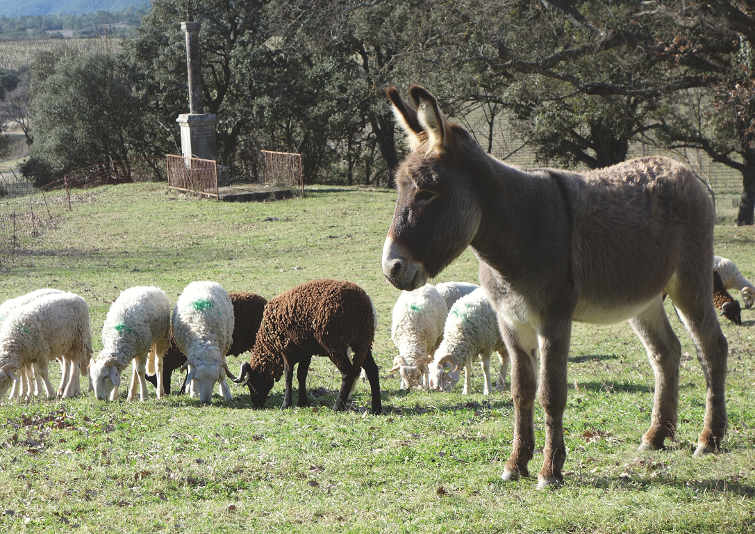 Die Geschichte mit dem Esel