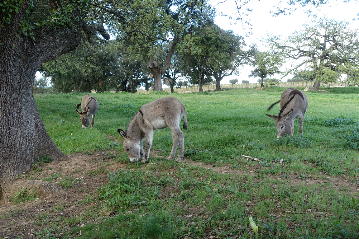Die Geschichte vom unerwarteten Zuchterfolg