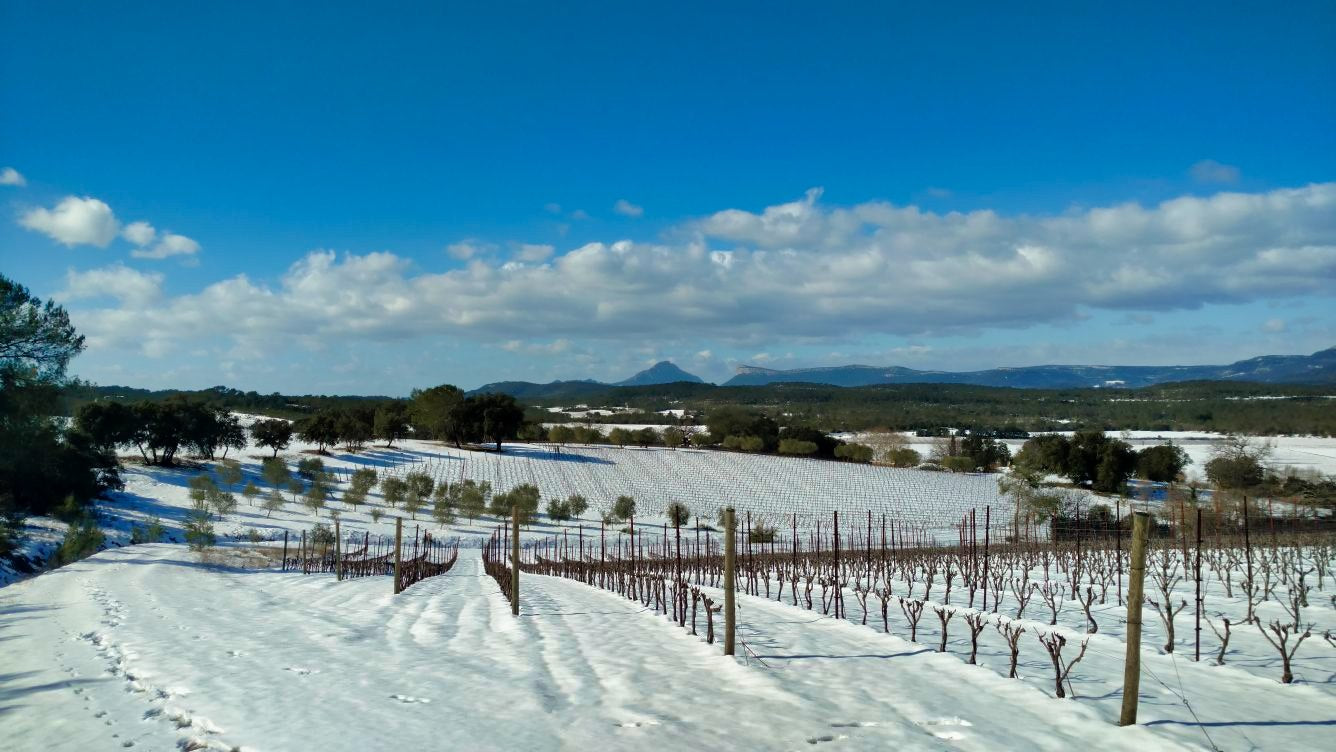 Der Weinstock schläft! WIR ruhen nicht! Wir schneiden unsere Reben?